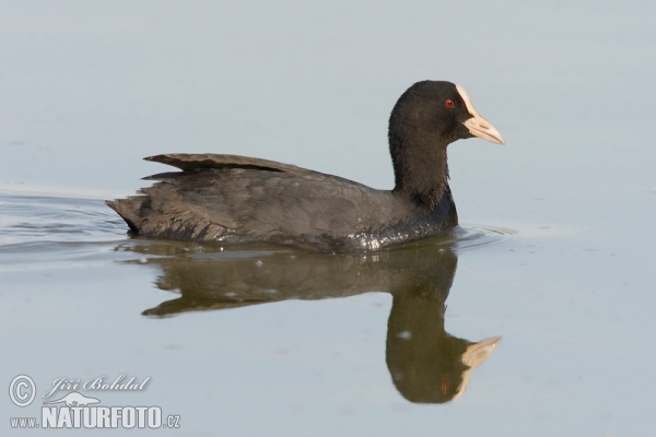 Eurasian Coot (Fulica atra)