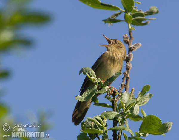 Eurasian River Warbler (Locustella fluviatilis)