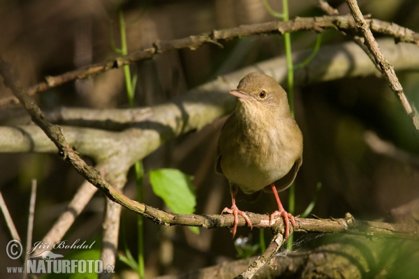 Eurasian River Warbler (Locustella fluviatilis)