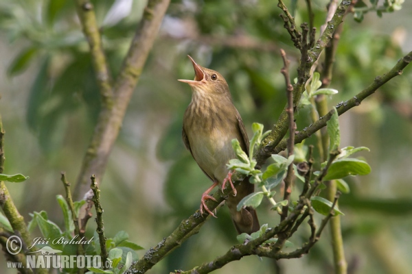 Eurasian River Warbler (Locustella fluviatilis)