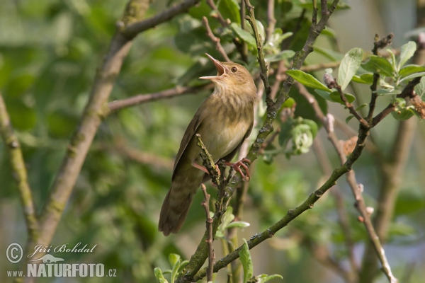 Eurasian River Warbler (Locustella fluviatilis)