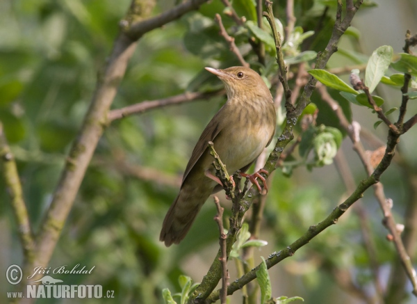 Eurasian River Warbler (Locustella fluviatilis)