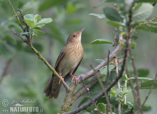 Eurasian River Warbler (Locustella fluviatilis)