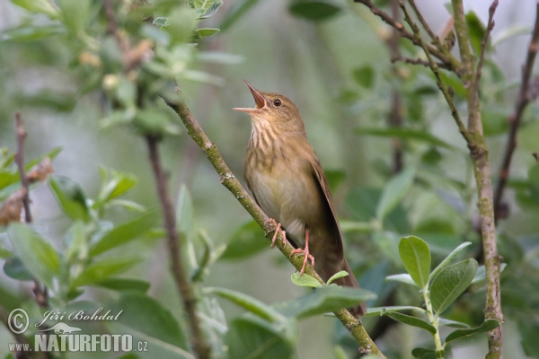 Eurasian River Warbler (Locustella fluviatilis)