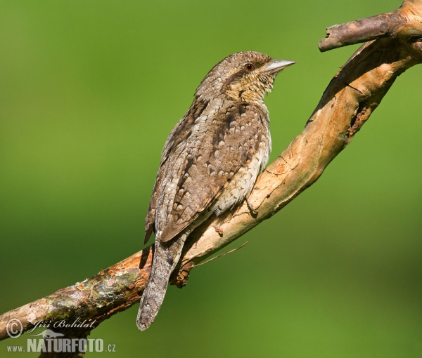 Eurasian Wryneck (Jynx torquilla)