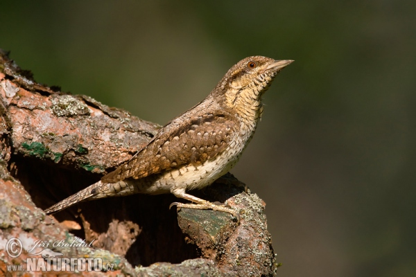 Eurasian Wryneck (Jynx torquilla)