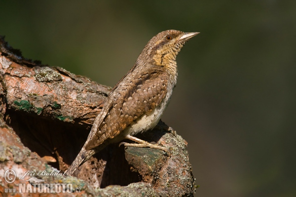 Eurasian Wryneck (Jynx torquilla)