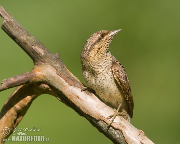 Eurasian Wryneck (Jynx torquilla)