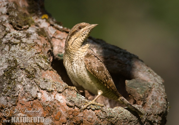 Eurasian Wryneck (Jynx torquilla)