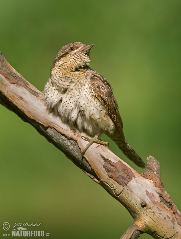 Eurasian Wryneck (Jynx torquilla)