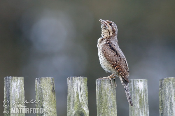 Eurasian Wryneck (Jynx torquilla)