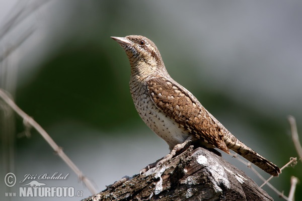 Eurasian Wryneck (Jynx torquilla)