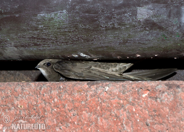 Falciot negre