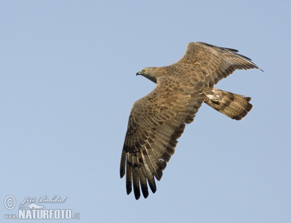 Falco pecchiaiolo occidentale