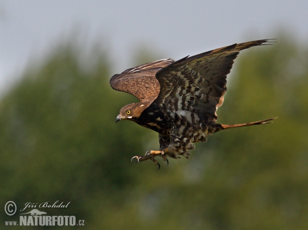 Falco pecchiaiolo occidentale