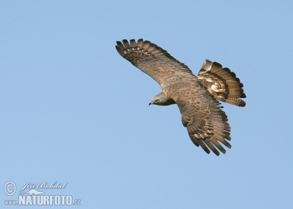 Falco pecchiaiolo occidentale