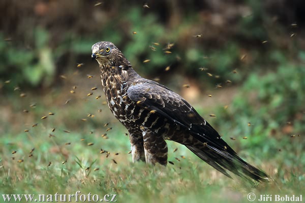 Falco pecchiaiolo occidentale