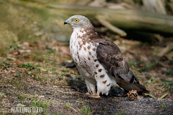 Falco pecchiaiolo occidentale