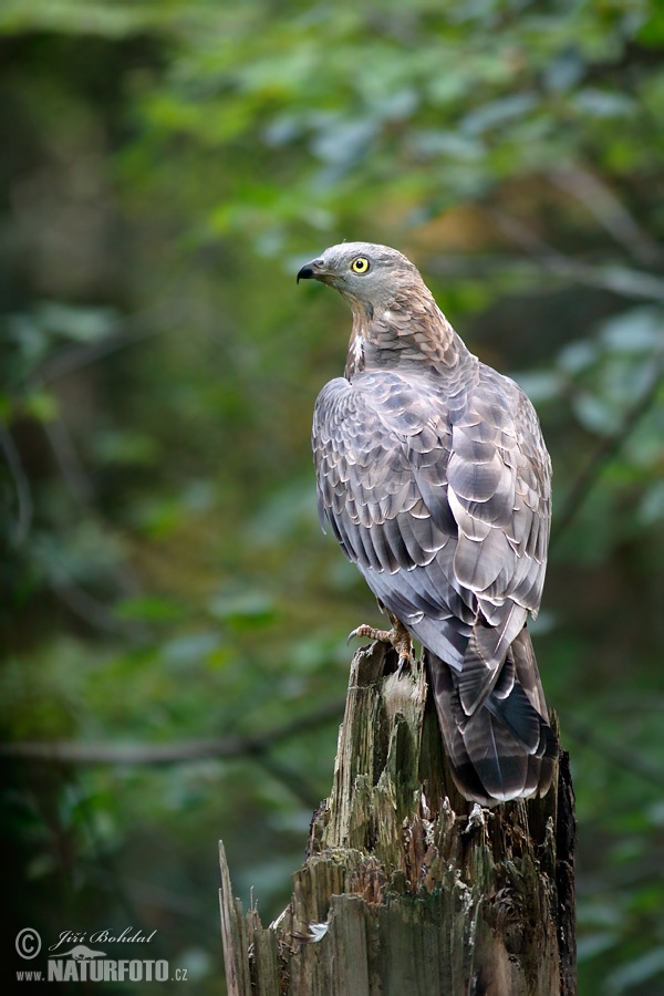 Falco pecchiaiolo occidentale