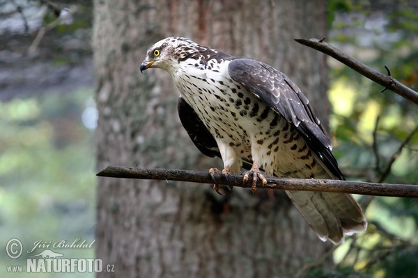 Falco pecchiaiolo occidentale