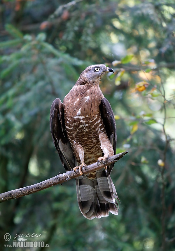 Falco pecchiaiolo occidentale