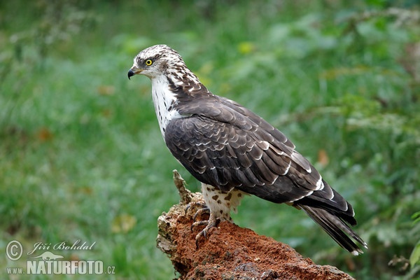 Falco pecchiaiolo occidentale