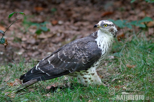 Falco pecchiaiolo occidentale