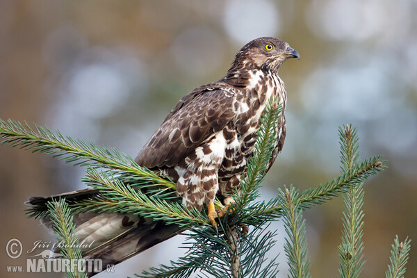 Falco pecchiaiolo occidentale
