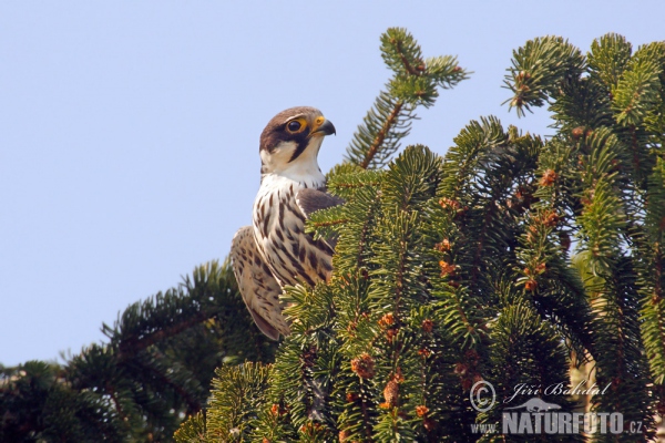 Falco subbuteo