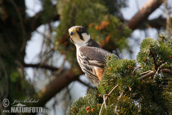 Falco subbuteo