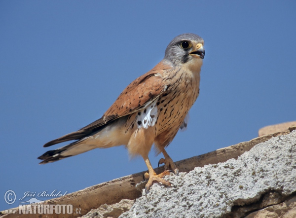 Falco tinnunculus