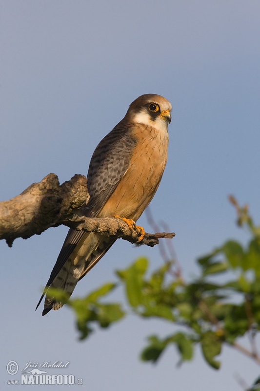 Falco vespertinus