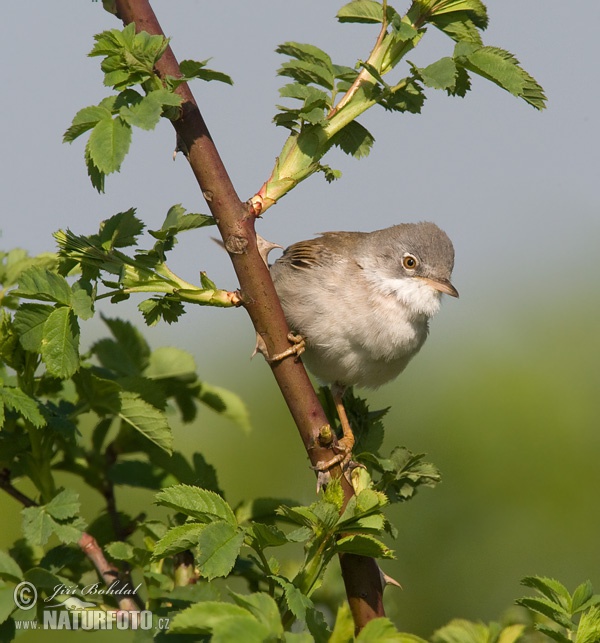 Fauvette grisette