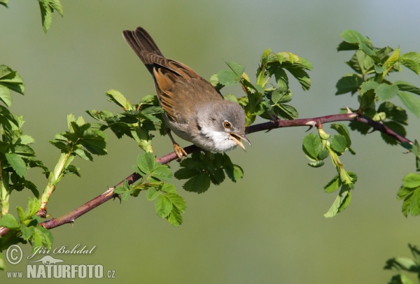 Fauvette grisette