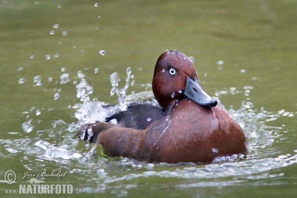 Ferruginous Duck (Aythya nyroca)