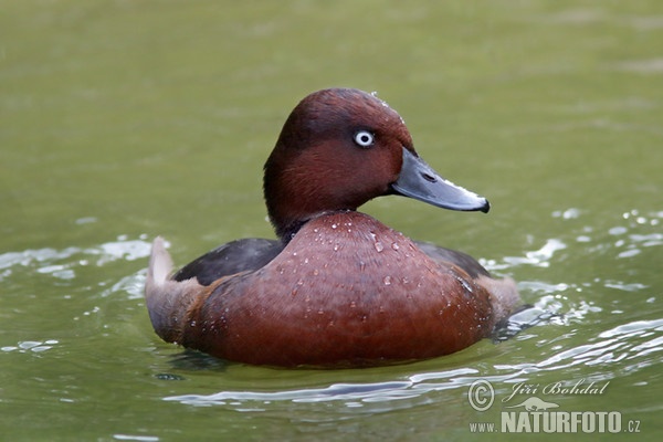 Ferruginous Duck (Aythya nyroca)