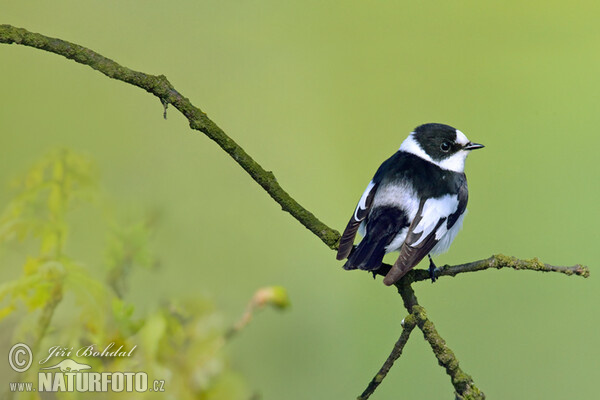 Ficedula albicollis