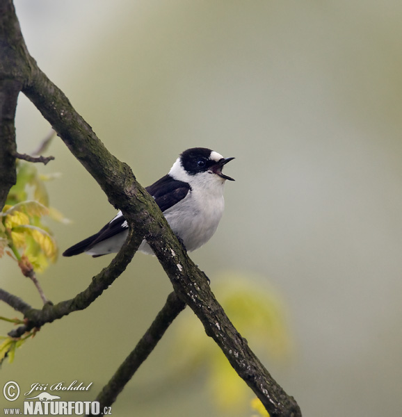 Ficedula albicollis