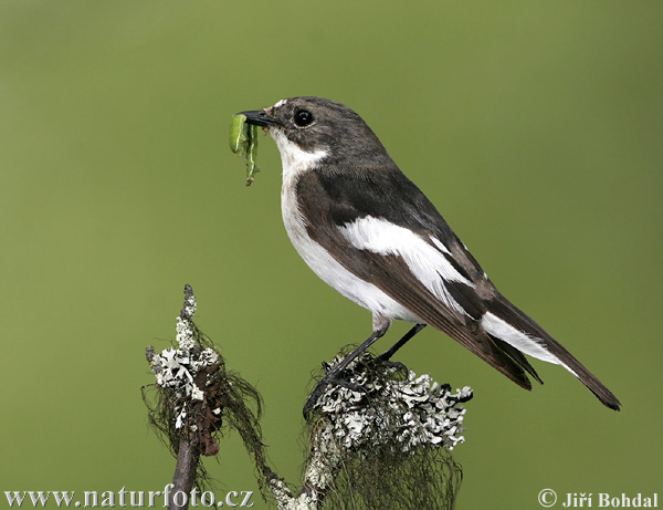 Ficedula hypoleuca