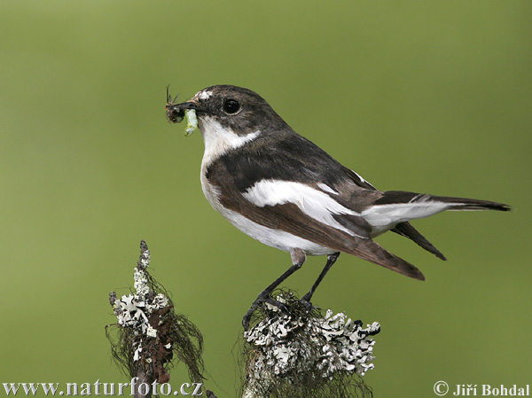 Ficedula hypoleuca