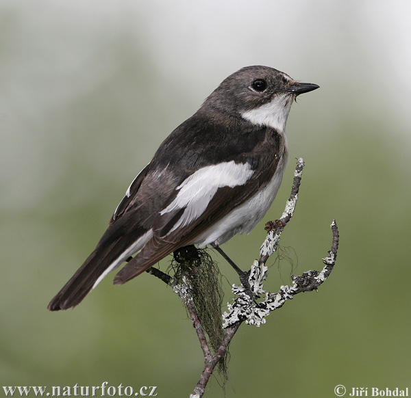 Ficedula hypoleuca