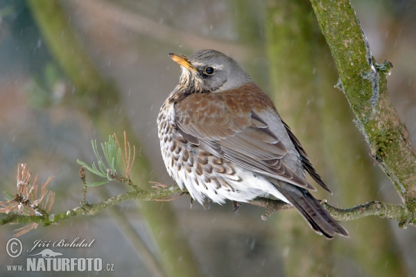 Fieldfare (Turdus pilaris)