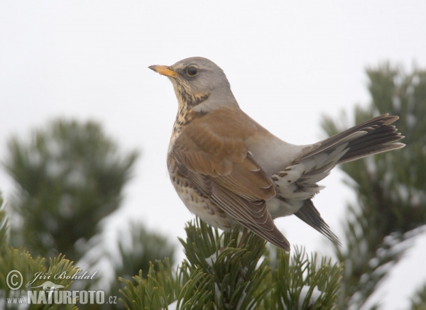 Fieldfare (Turdus pilaris)