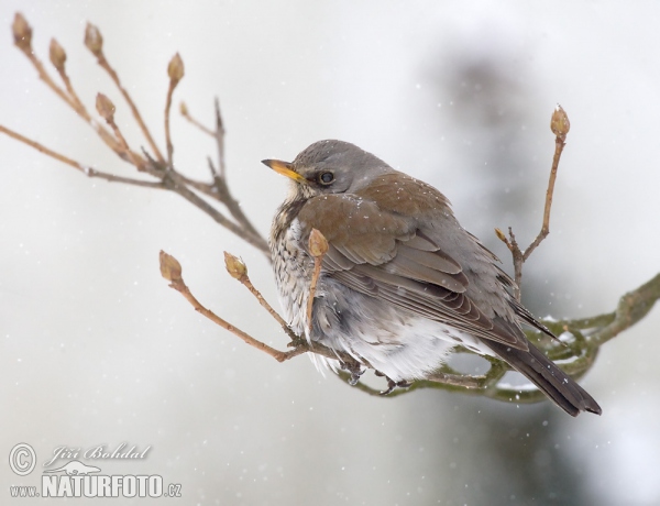 Fieldfare (Turdus pilaris)