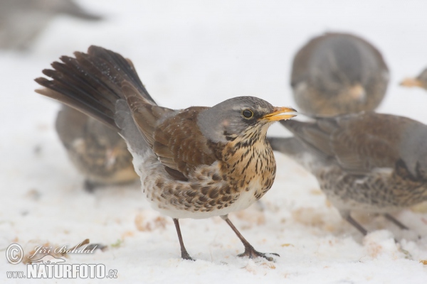 Fieldfare (Turdus pilaris)