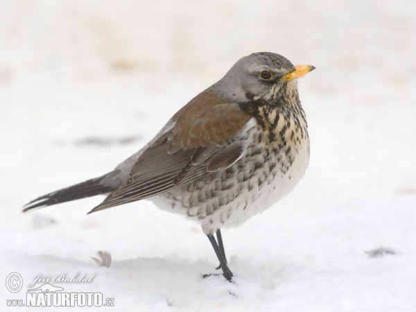 Fieldfare (Turdus pilaris)