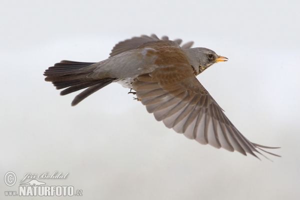 Fieldfare (Turdus pilaris)