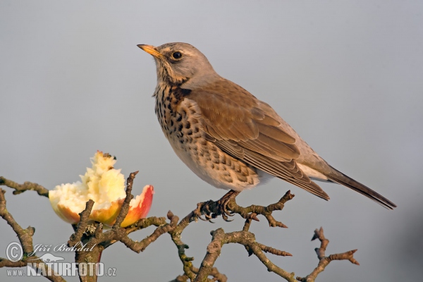 Fieldfare (Turdus pilaris)