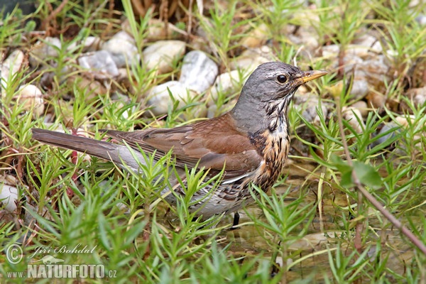 Fieldfare (Turdus pilaris)