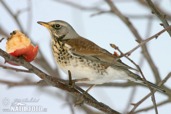 Fieldfare (Turdus pilaris)